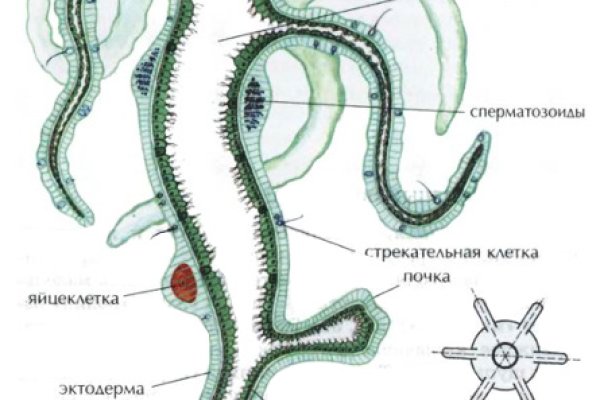 Актуальные ссылки на кракен тор